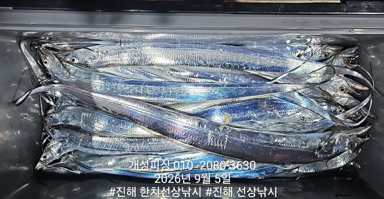 9월 5일 진해 갈치 선상낚시 조황 현장 사진 5