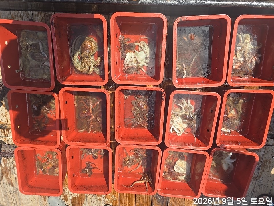 9월 5일 남해 문어 선상낚시 조황 현장 사진 19