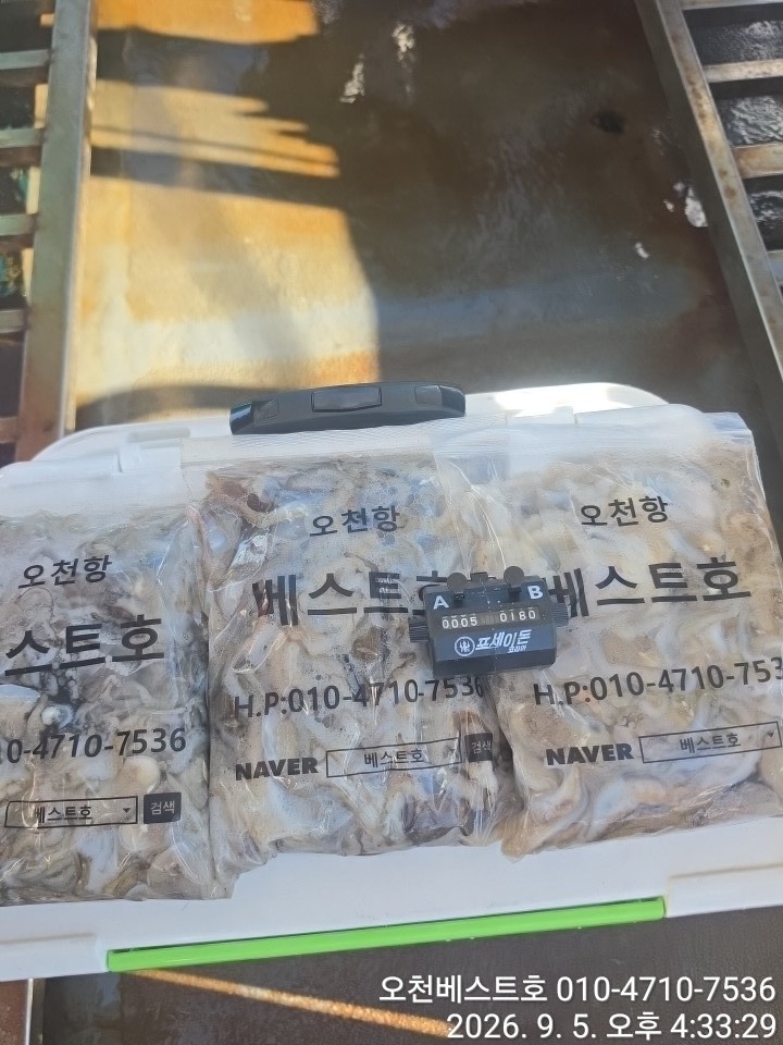 9월 5일 갑오징어 선상낚시 조황 현장 사진 9