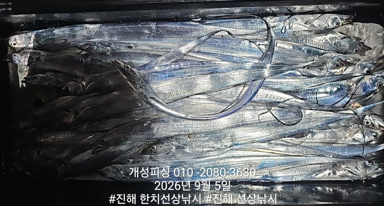 9월 5일 진해 갈치 선상낚시 조황 현장 사진 3