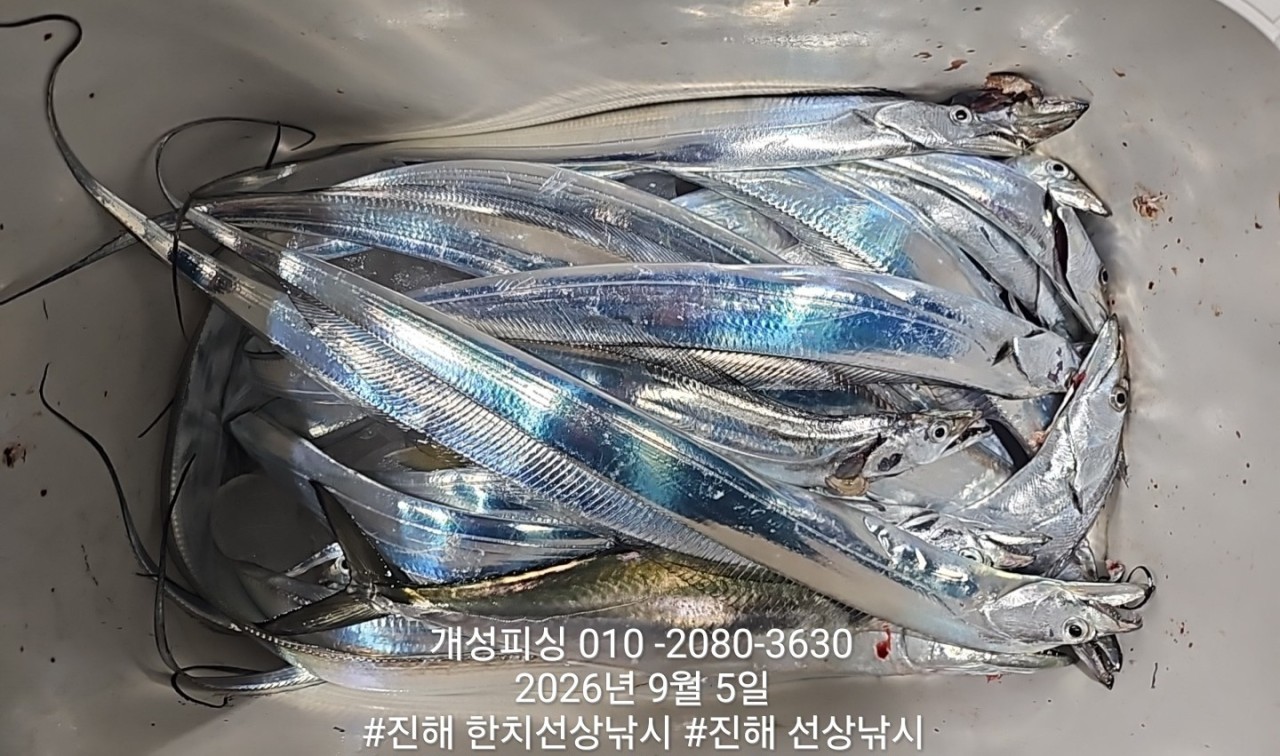 9월 5일 진해 갈치 선상낚시 조황 현장 사진 7
