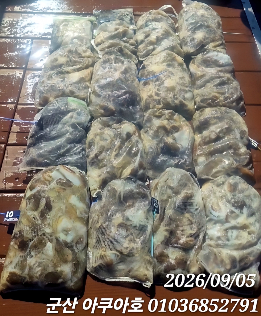 9월 5일 군산 갑오징어 선상낚시 조황 현장 사진 15