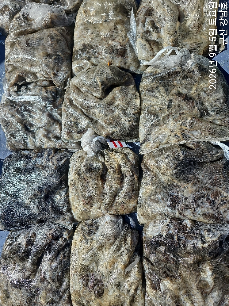 9월 5일 군산 주꾸미 선상낚시 조황 현장 사진 10