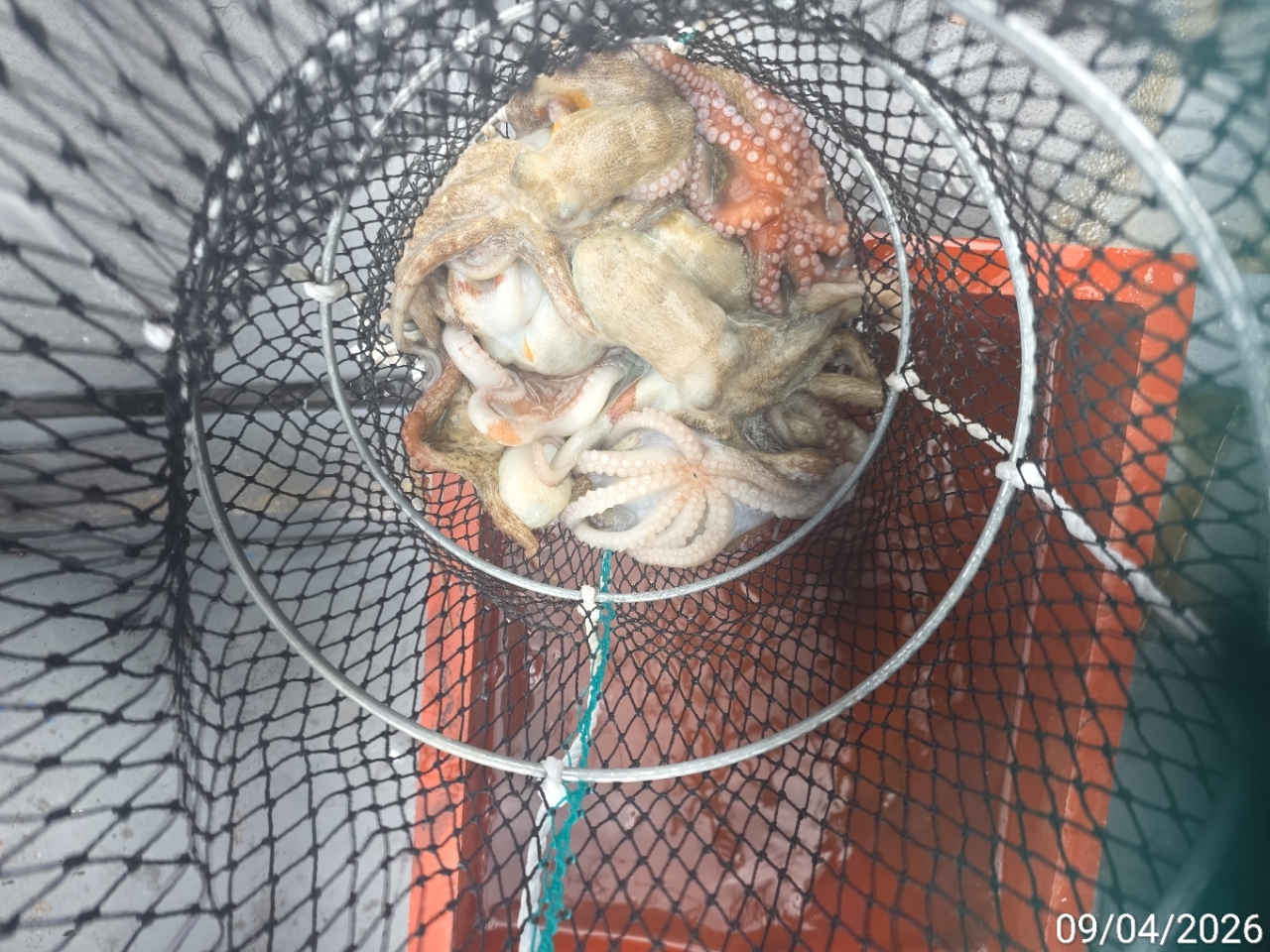 9월 5일 남해 문어 선상낚시 조황 현장 사진 14