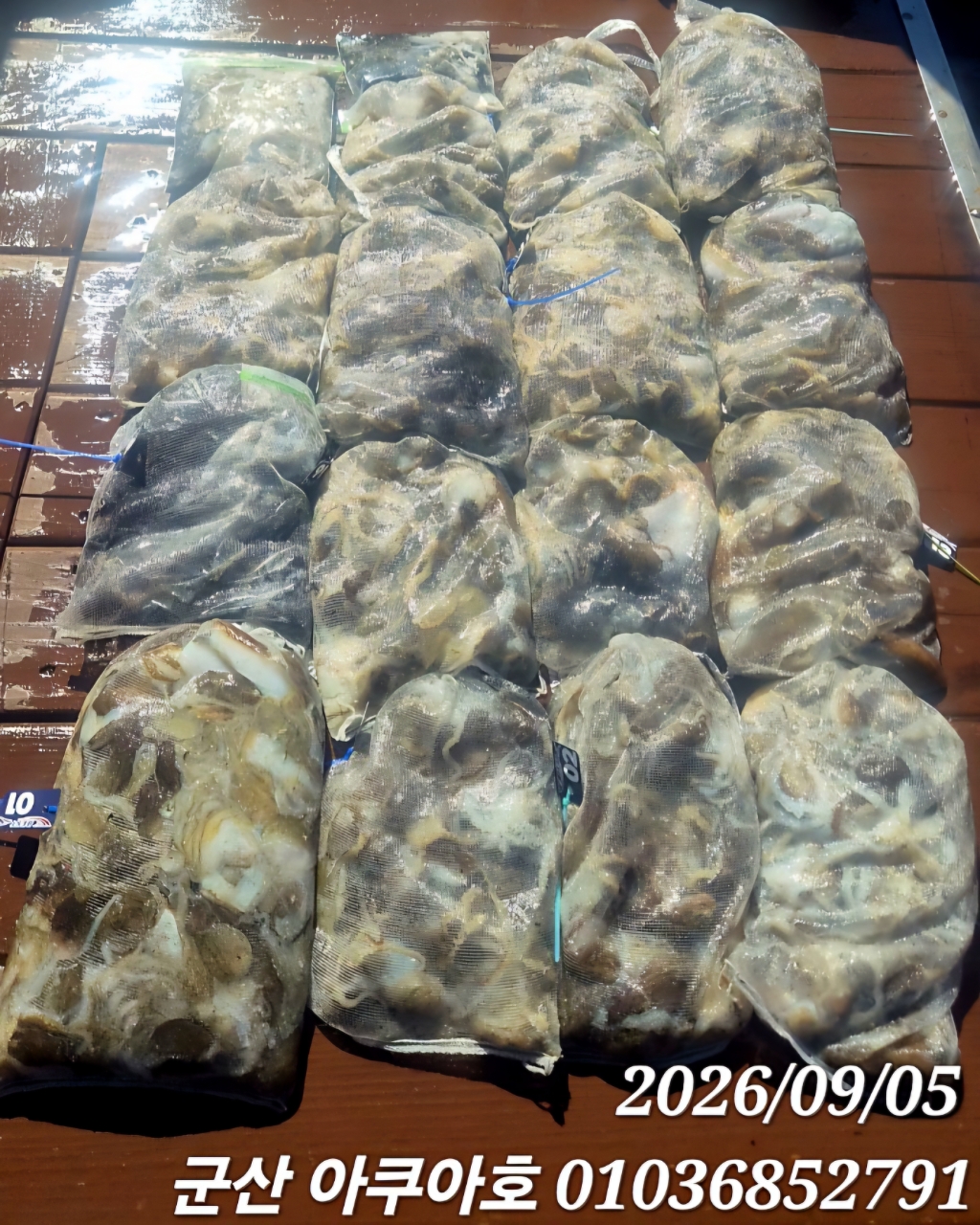 9월 5일 군산 갑오징어 선상낚시 조황 현장 사진 13