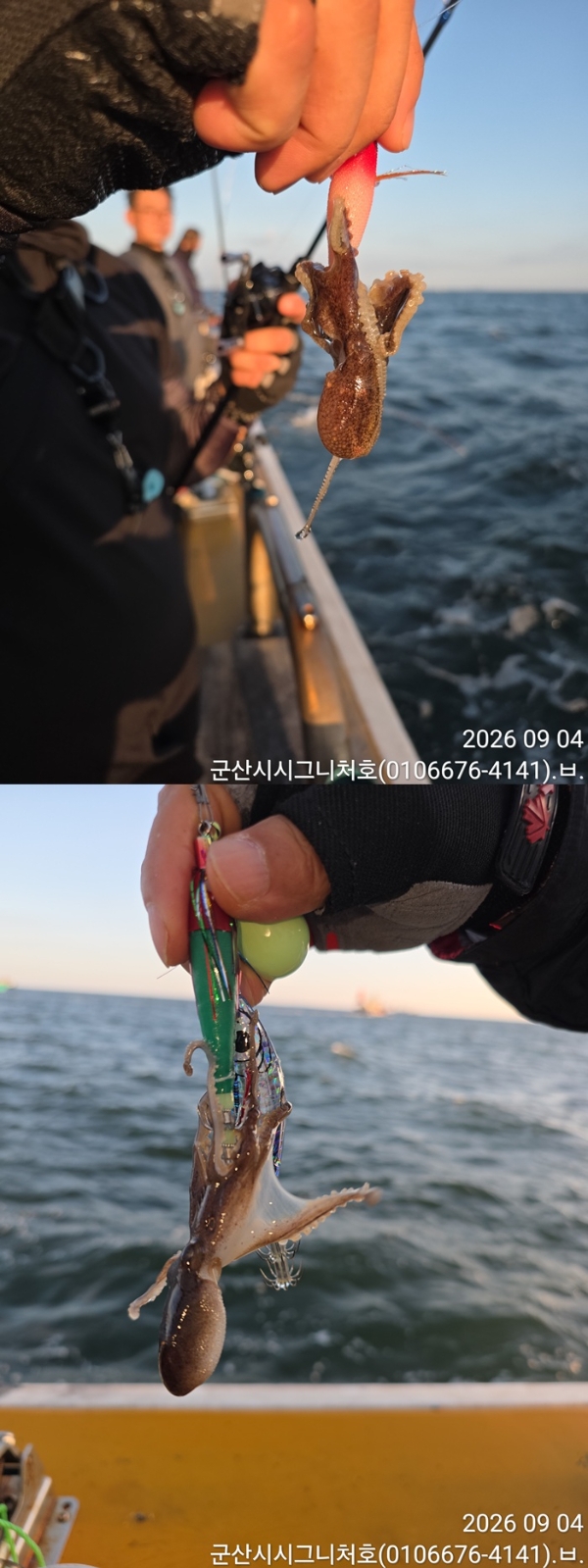 9월 5일 군산 주꾸미 선상낚시 조황 현장 사진 5
