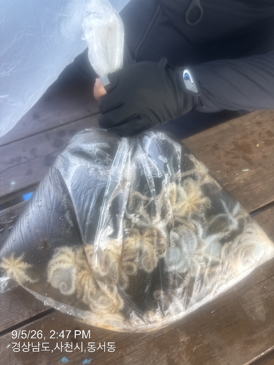 9월 5일 삼천포 갑오징어 선상낚시 조황 현장 사진 9
