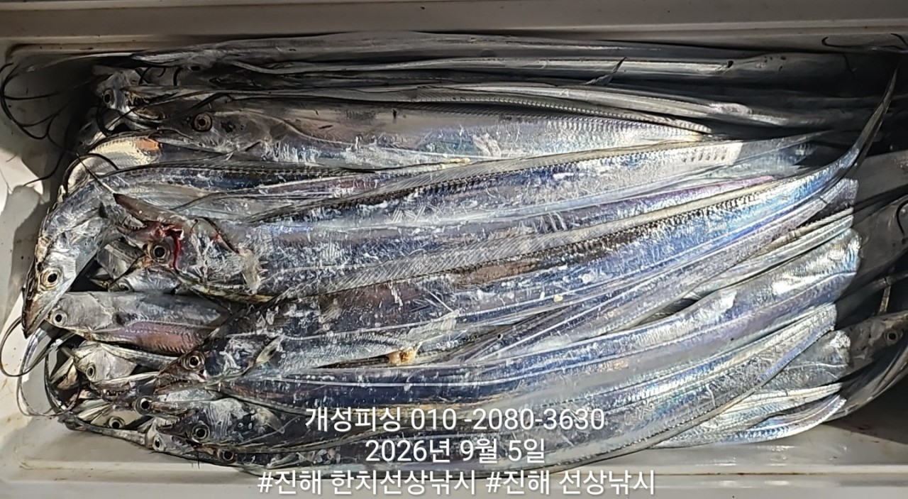 9월 5일 진해 갈치 선상낚시 조황 현장 사진 4