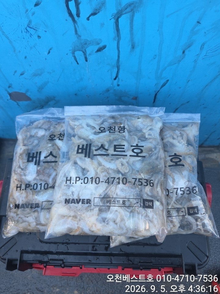 9월 5일 갑오징어 선상낚시 조황 현장 사진 10