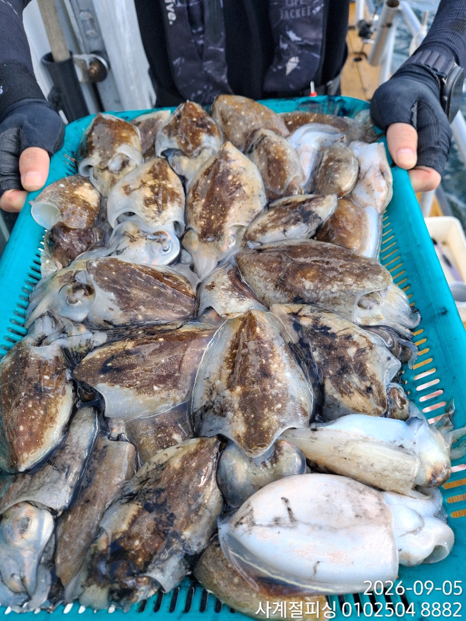 9월 5일 삼천포 갑오징어 선상낚시 조황 현장 사진 1