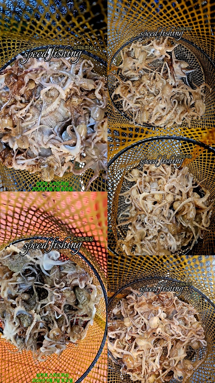 9월 5일 삼천포 문어 선상낚시 조황 현장 사진 7