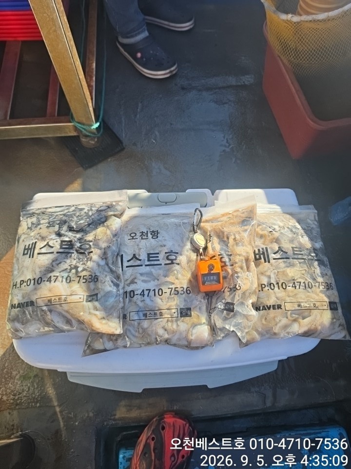 9월 5일 갑오징어 선상낚시 조황 현장 사진 6