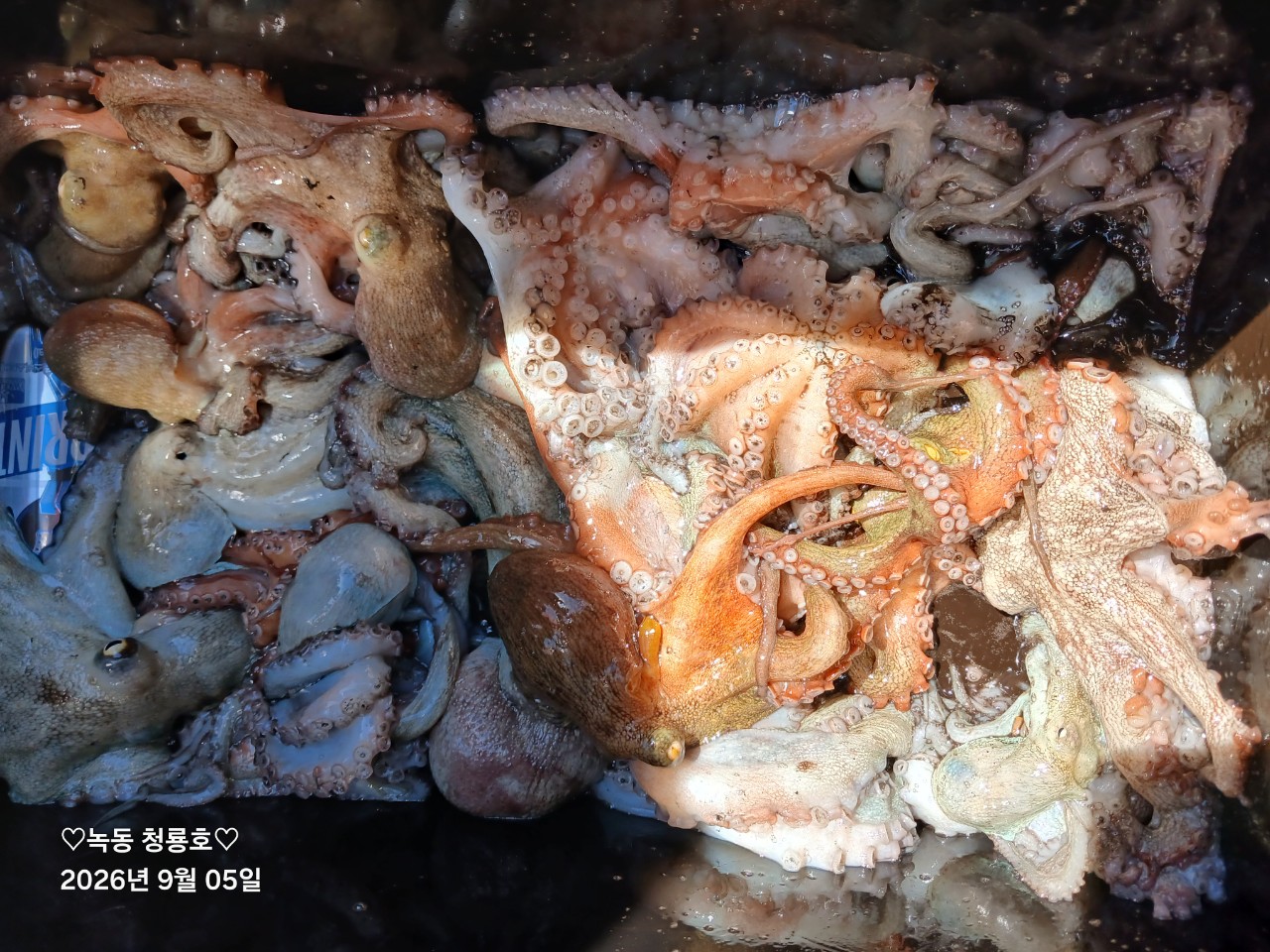 9월 5일 문어 선상낚시 조황 현장 사진 19