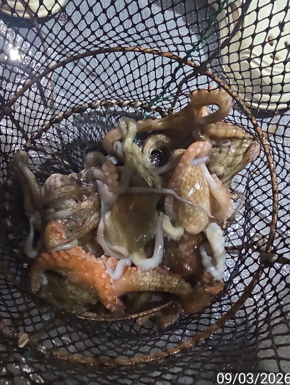 9월 5일 남해 문어 선상낚시 조황 현장 사진 10