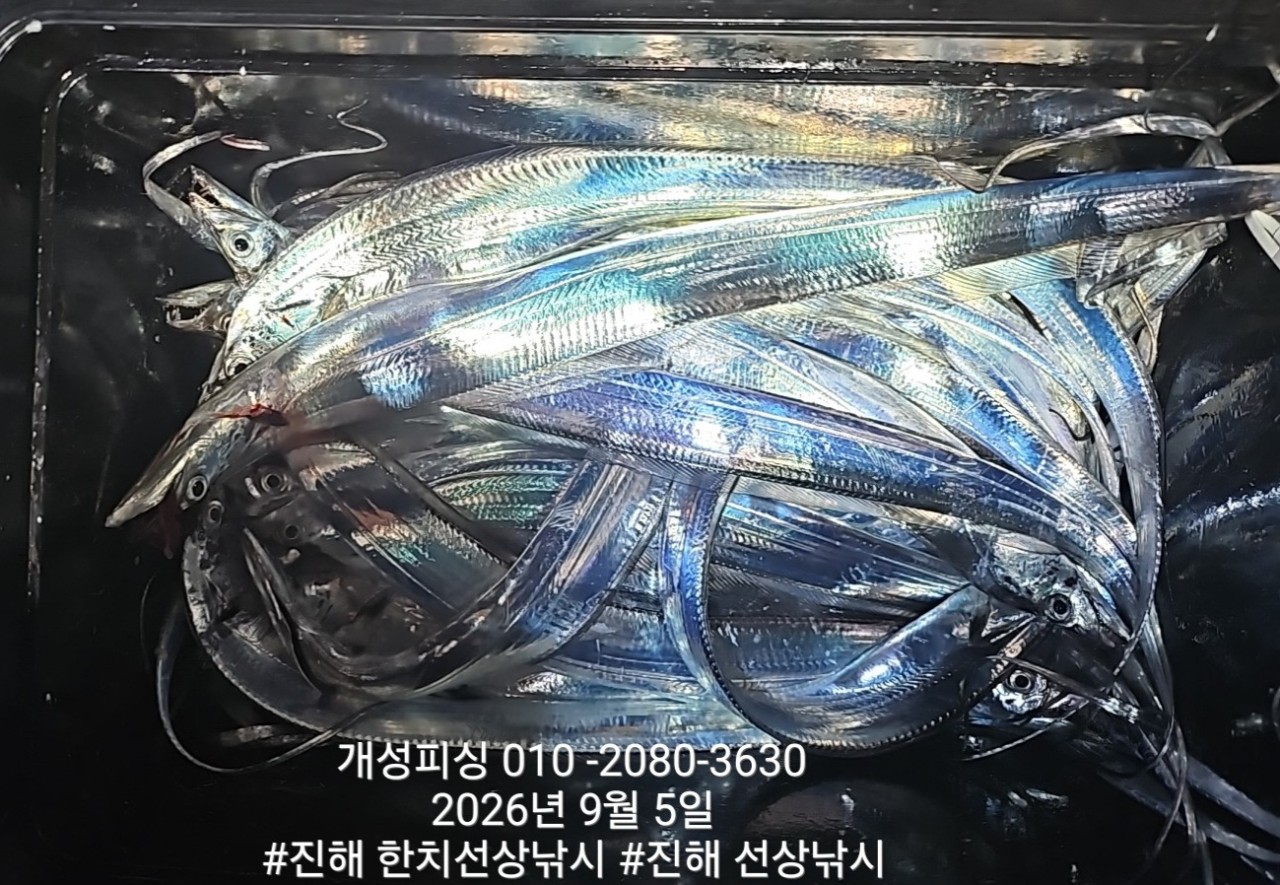 9월 5일 진해 갈치 선상낚시 조황 현장 사진 6