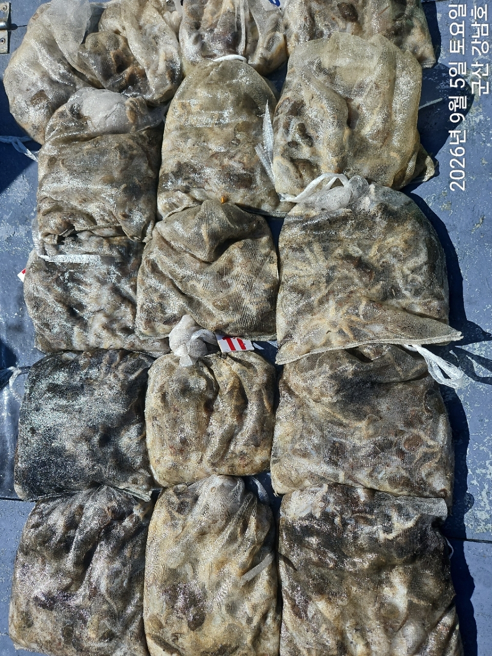 9월 5일 군산 주꾸미 선상낚시 조황 현장 사진 1