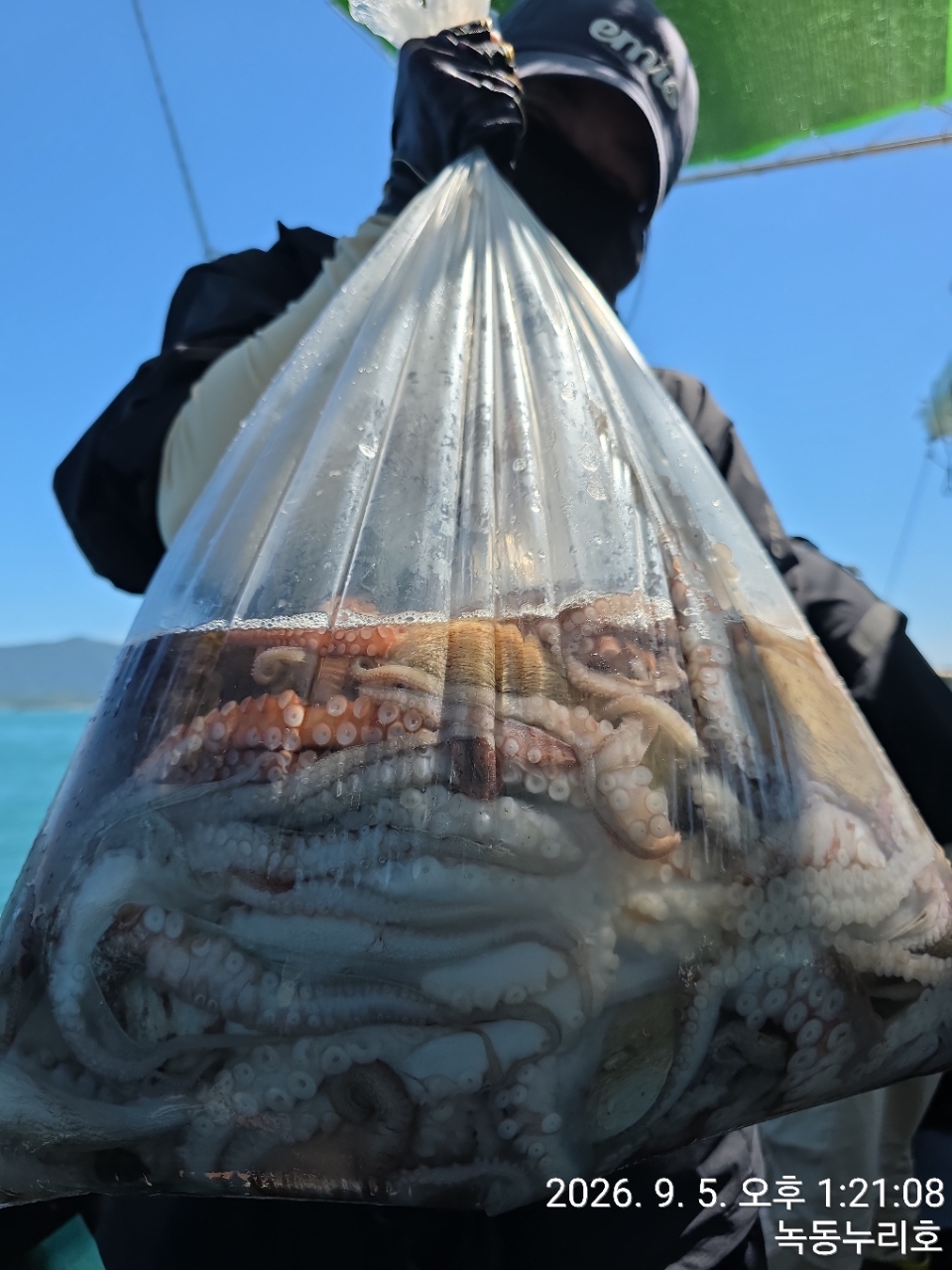 9월 5일 문어 선상낚시 조황 현장 사진 4