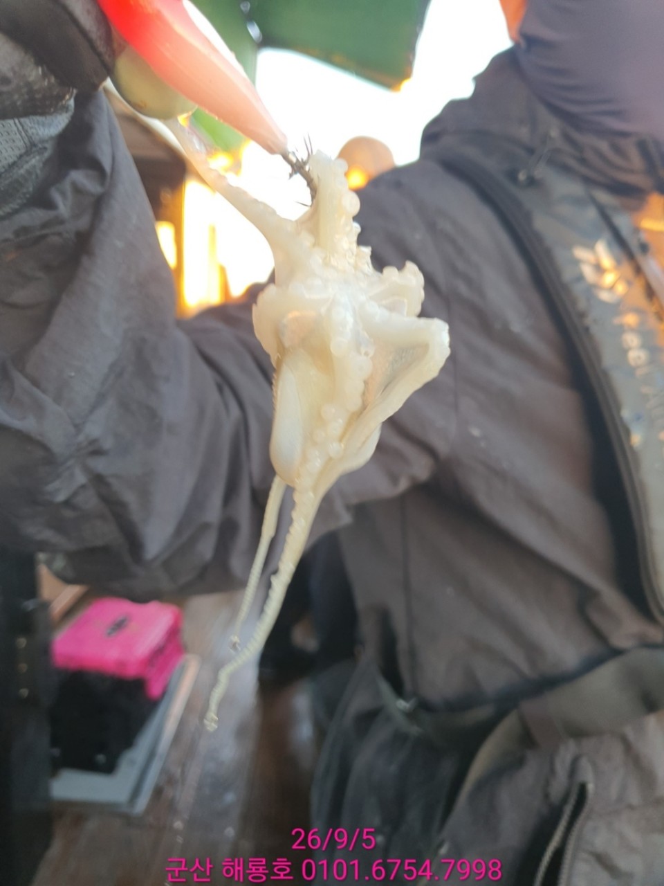 9월 5일 군산 주꾸미 선상낚시 조황 현장 사진 19