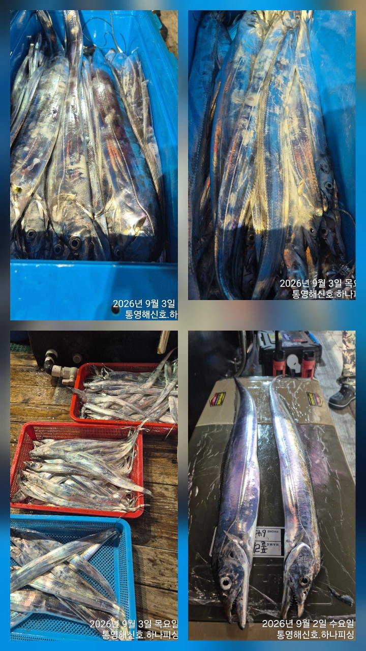 9월 5일 무늬오징어 선상낚시 조황 현장 사진 6