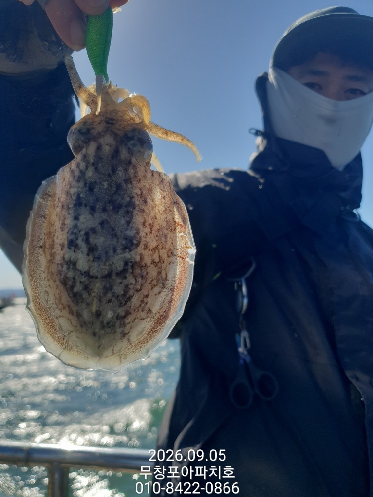 9월 5일 포항 주꾸미 선상낚시 조황 현장 사진 18