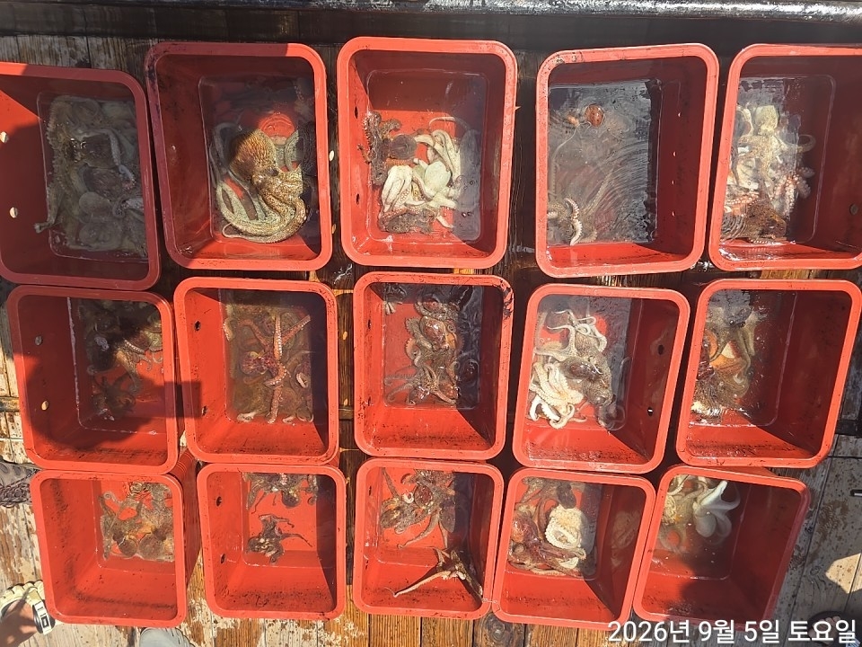9월 5일 남해 문어 선상낚시 조황 현장 사진 20