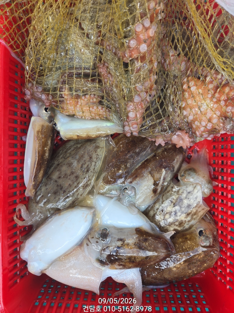 9월 5일 삼천포 갑오징어 선상낚시 조황 현장 사진 9