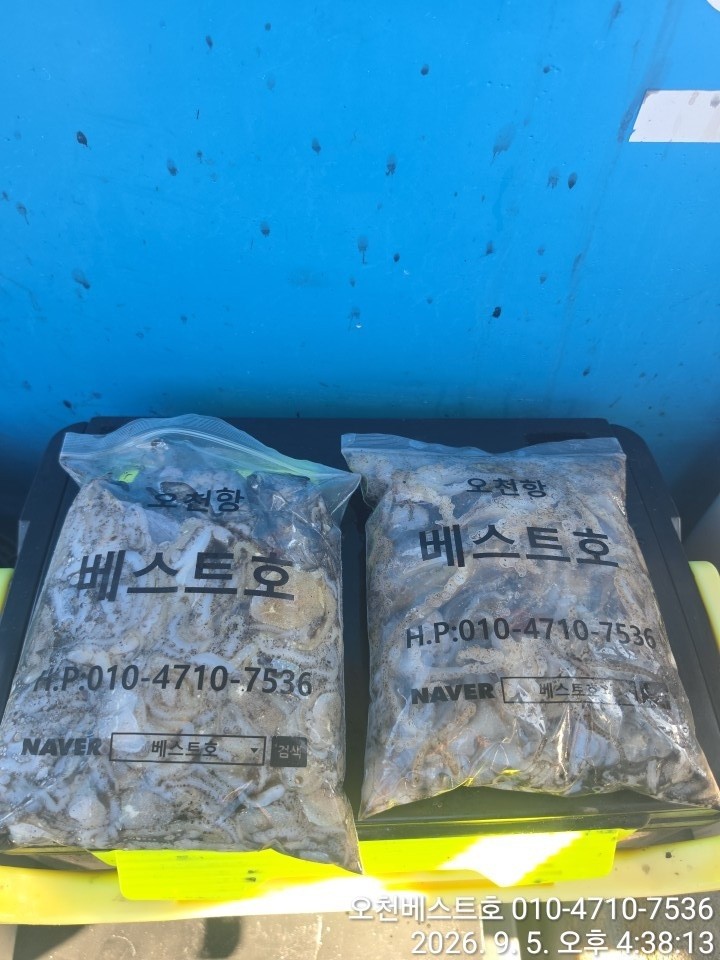 9월 5일 갑오징어 선상낚시 조황 현장 사진 12