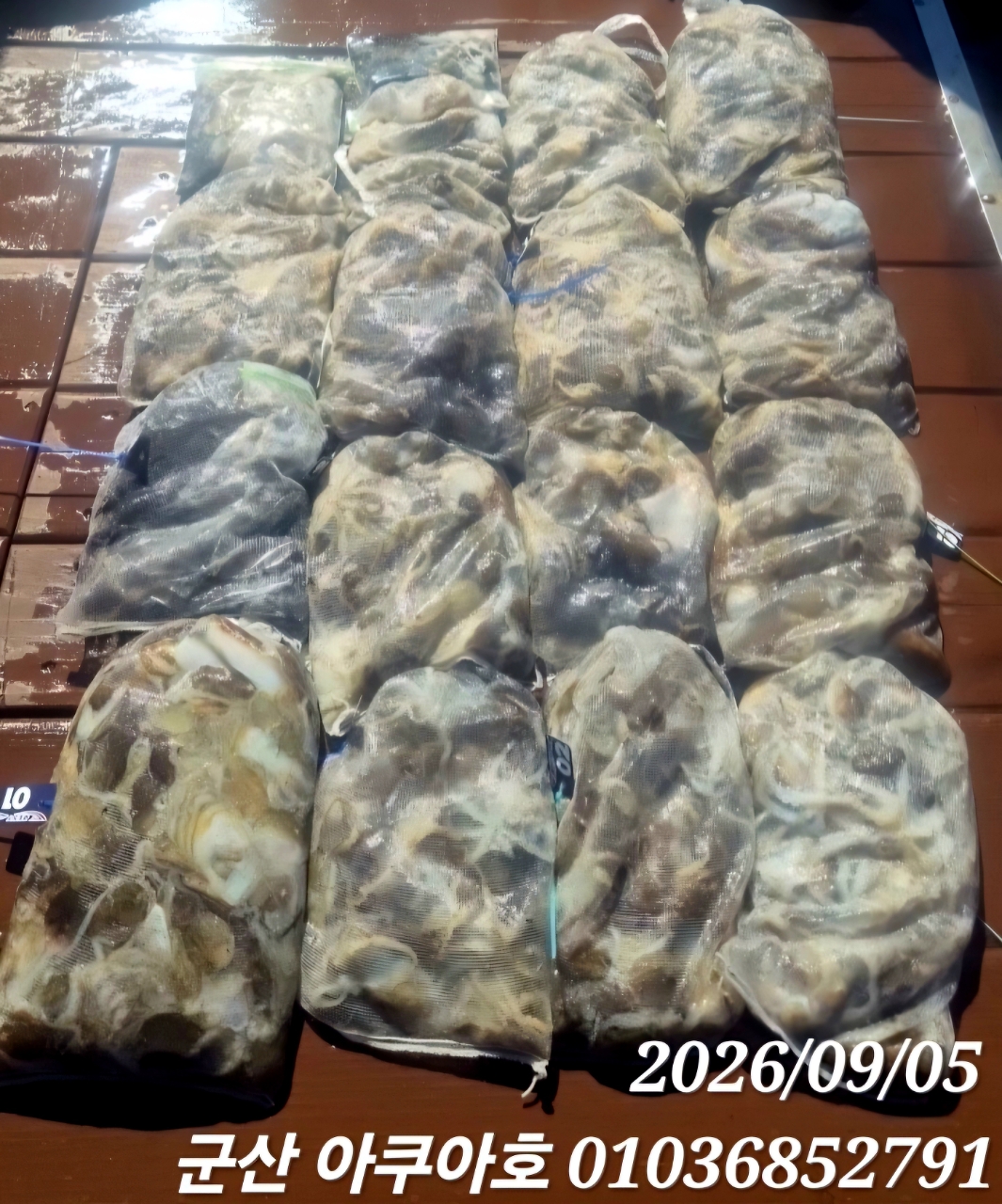 9월 5일 군산 갑오징어 선상낚시 조황 현장 사진 11