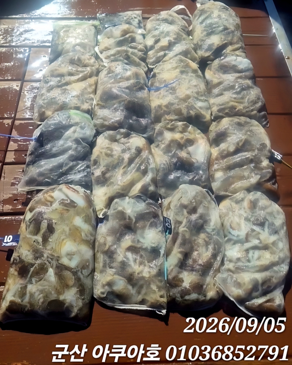 9월 5일 군산 갑오징어 선상낚시 조황 현장 사진 12