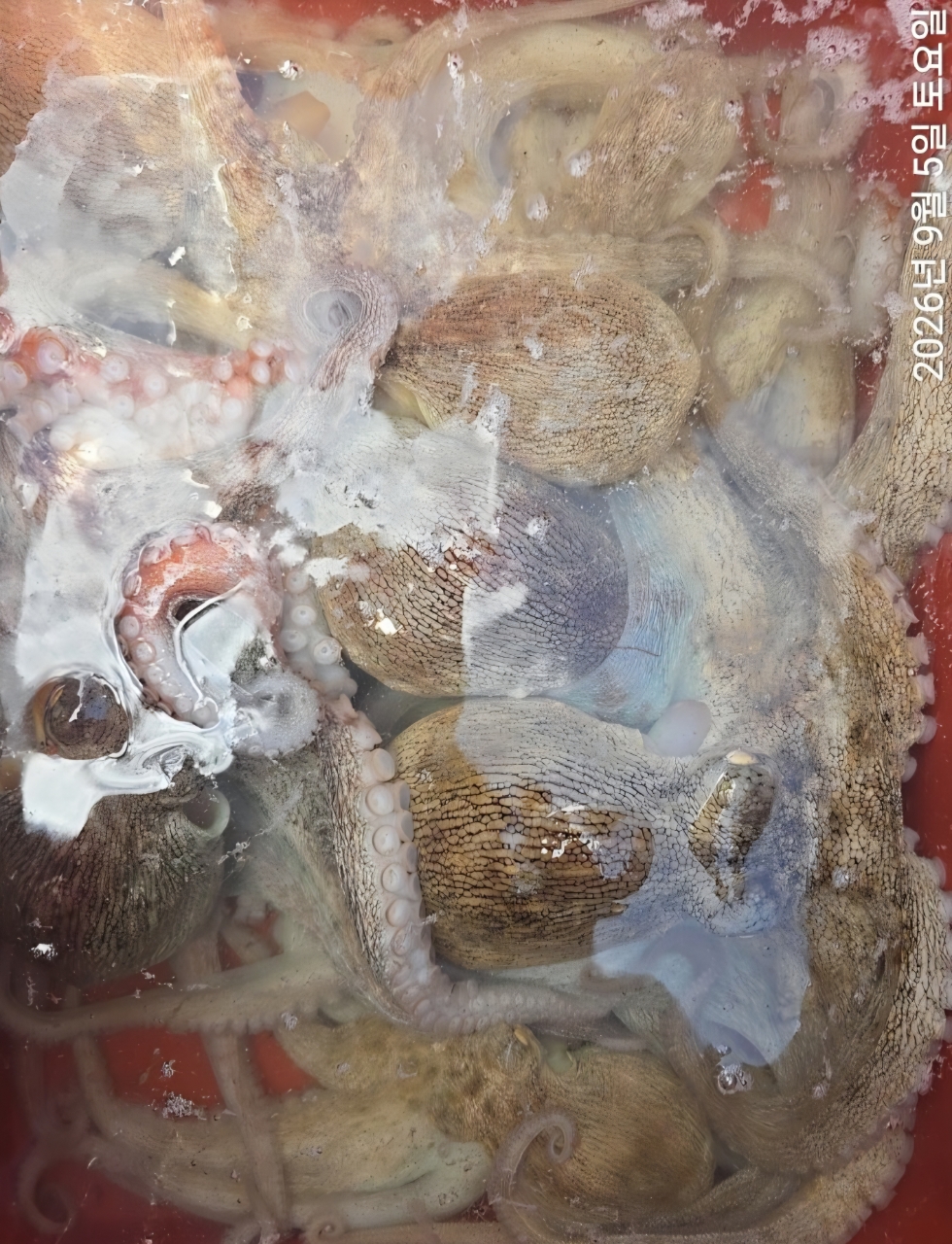 9월 5일 남해 문어 선상낚시 조황 현장 사진 1