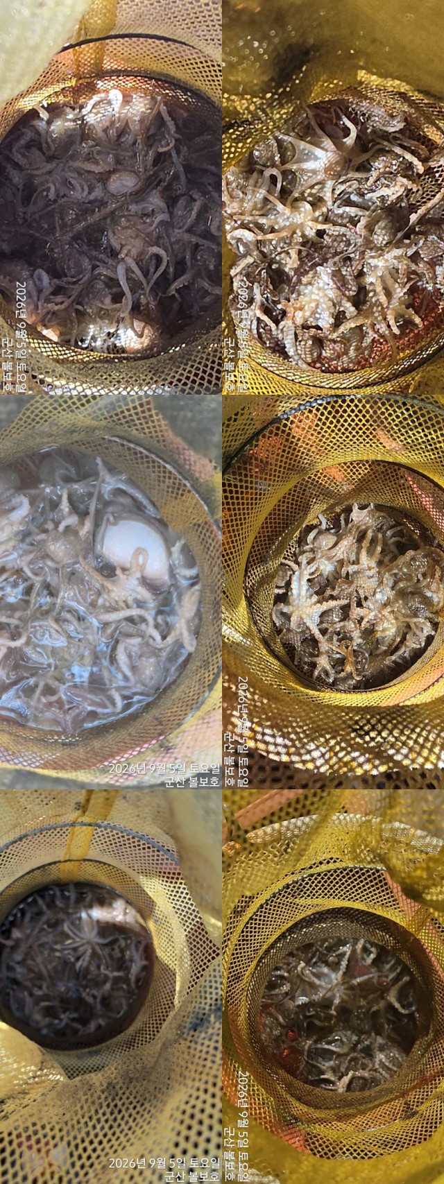 9월 5일 군산 주꾸미 선상낚시 조황 현장 사진 1