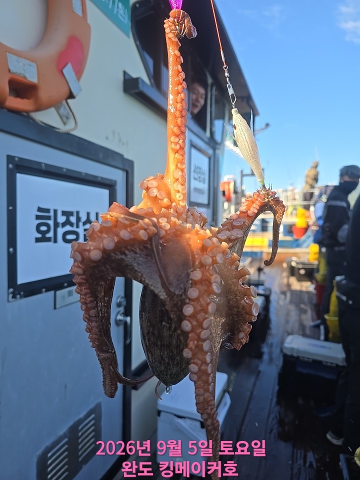 9월 5일 문어 선상낚시 조황 현장 사진 16