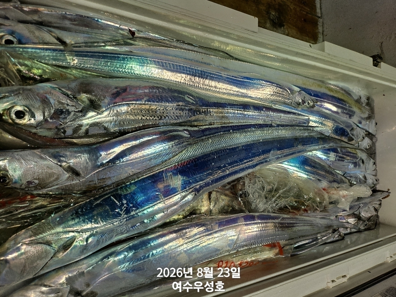 9월 7일 여수 갈치 선상낚시 조황 현장 사진 1