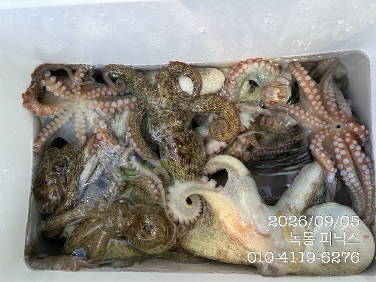 9월 5일 고흥 문어 선상낚시 조황 현장 사진 2