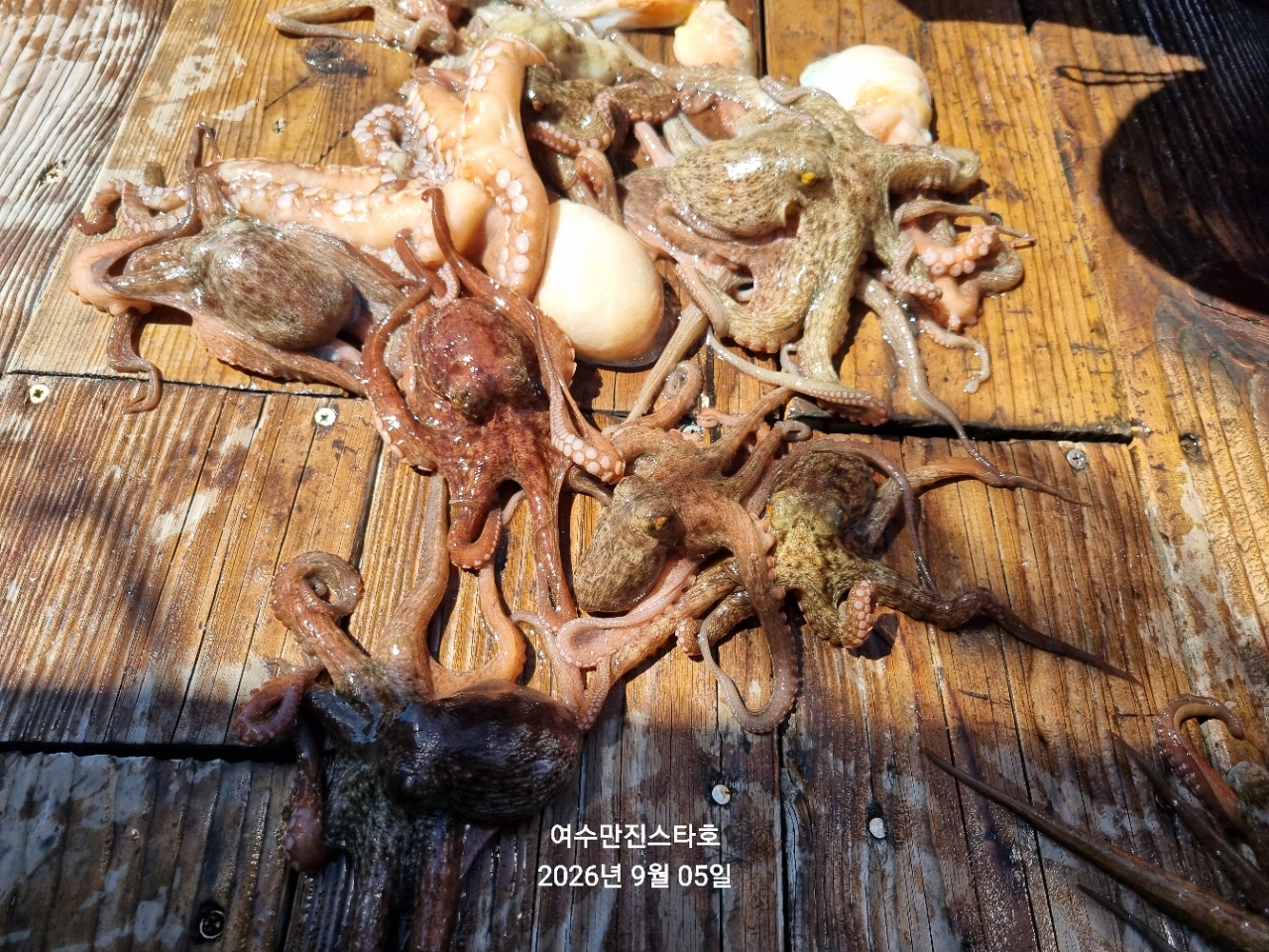 9월 5일 여수 문어 선상낚시 조황 현장 사진 7