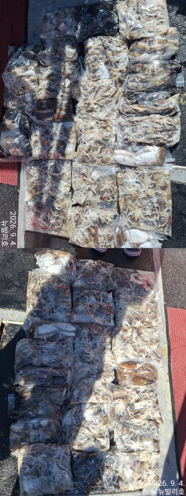 9월 5일 군산 주꾸미 선상낚시 조황 현장 사진 6