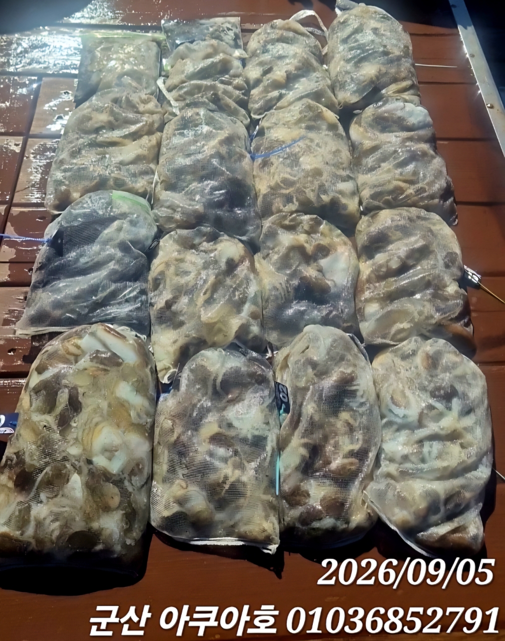 9월 5일 군산 갑오징어 선상낚시 조황 현장 사진 14