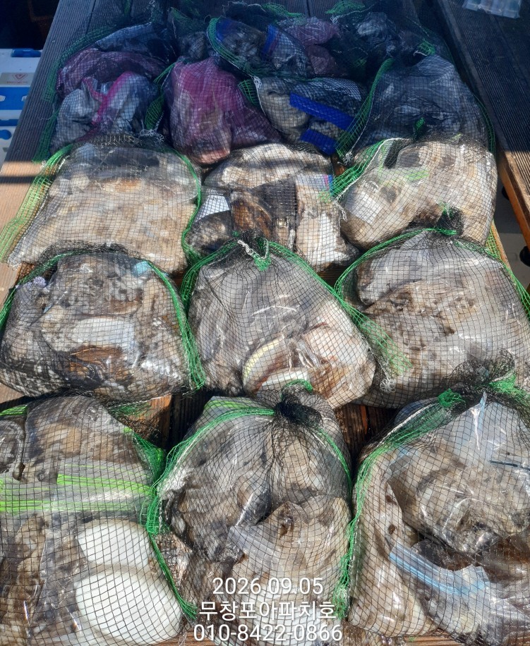 9월 5일 포항 주꾸미 선상낚시 조황 현장 사진 10