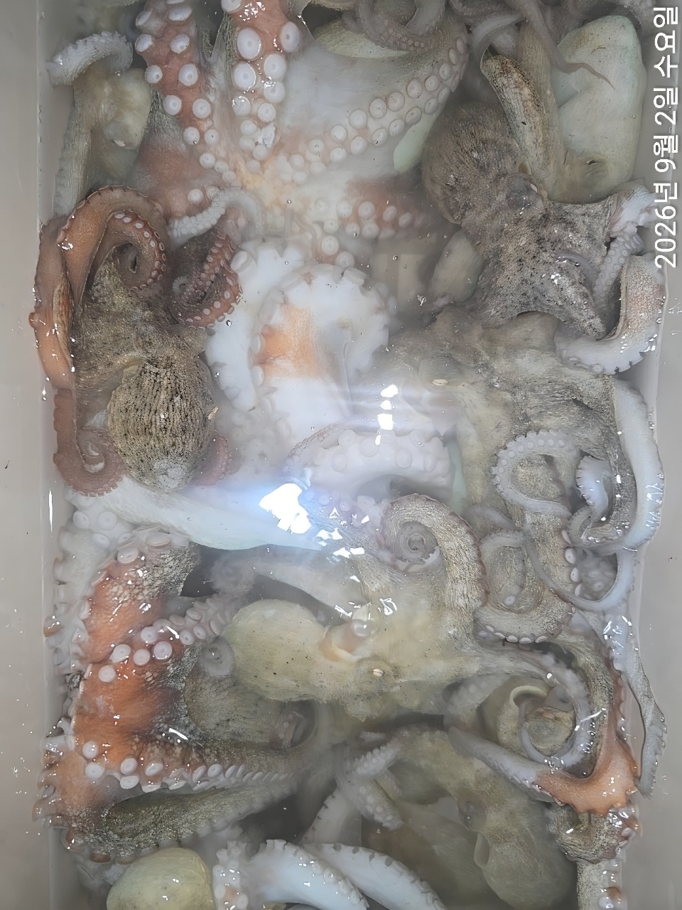 9월 5일 남해 문어 선상낚시 조황 현장 사진 1