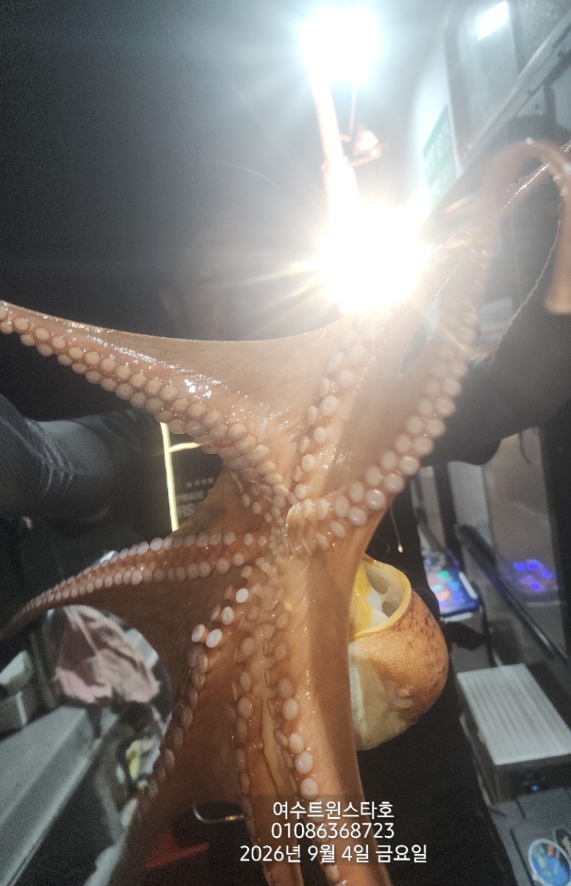 9월 7일 여수 문어 선상낚시 조황 현장 사진 22