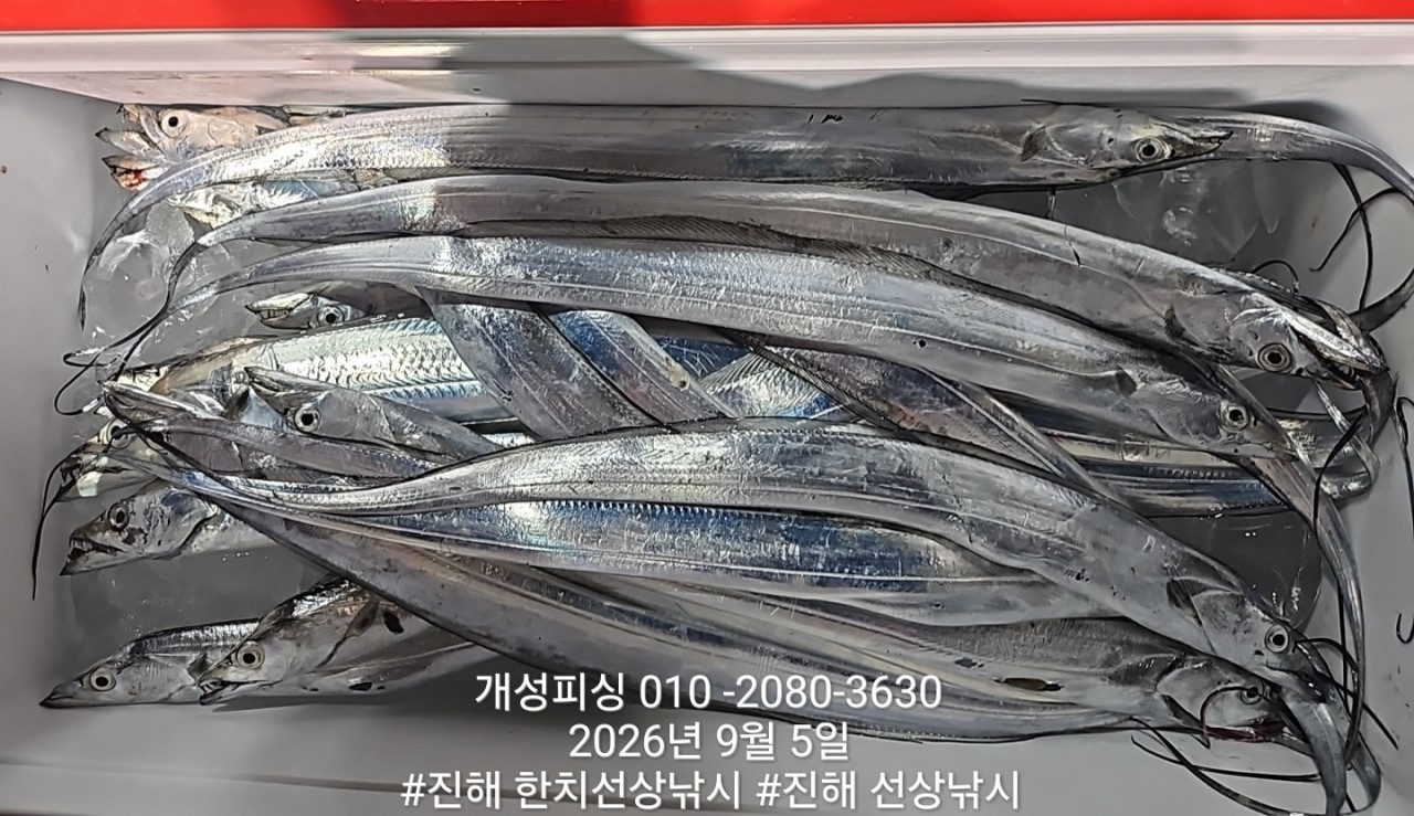 9월 5일 진해 갈치 선상낚시 조황 현장 사진 8