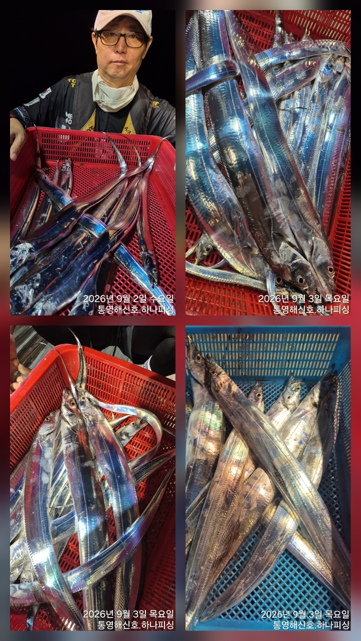 9월 5일 무늬오징어 선상낚시 조황 현장 사진 5