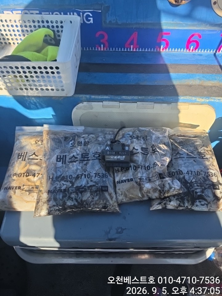 9월 5일 갑오징어 선상낚시 조황 현장 사진 5