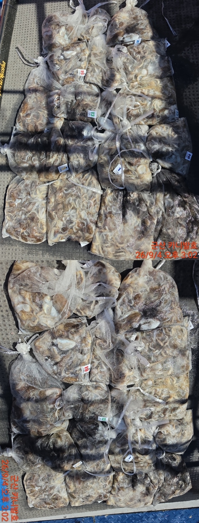 9월 5일 군산 주꾸미 선상낚시 조황 현장 사진 2