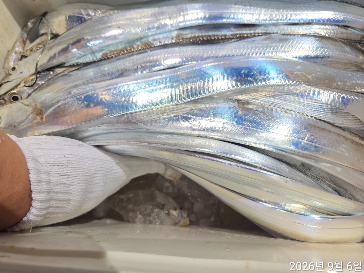 9월 5일 남해 무늬오징어 선상낚시 조황 현장 사진 14