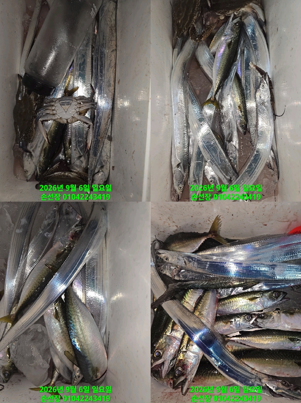 9월 6일 마산 갈치 선상낚시 조황 현장 사진 4