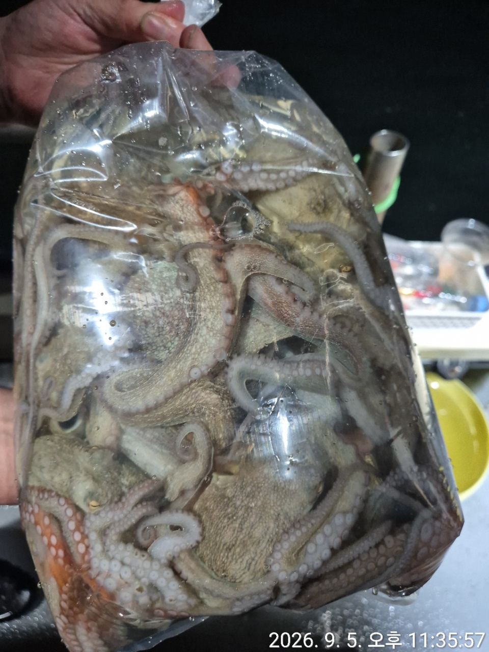 9월 6일 문어 선상낚시 조황 현장 사진 8
