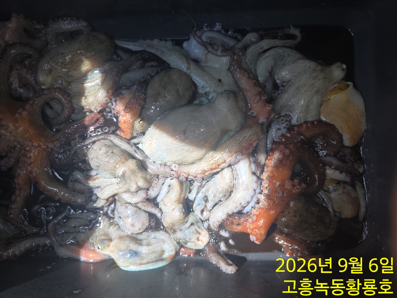 9월 6일 고흥 문어 선상낚시 조황 현장 사진 4