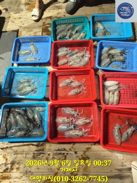 9월 6일 남해 무늬오징어 선상낚시 조황 현장 사진 5