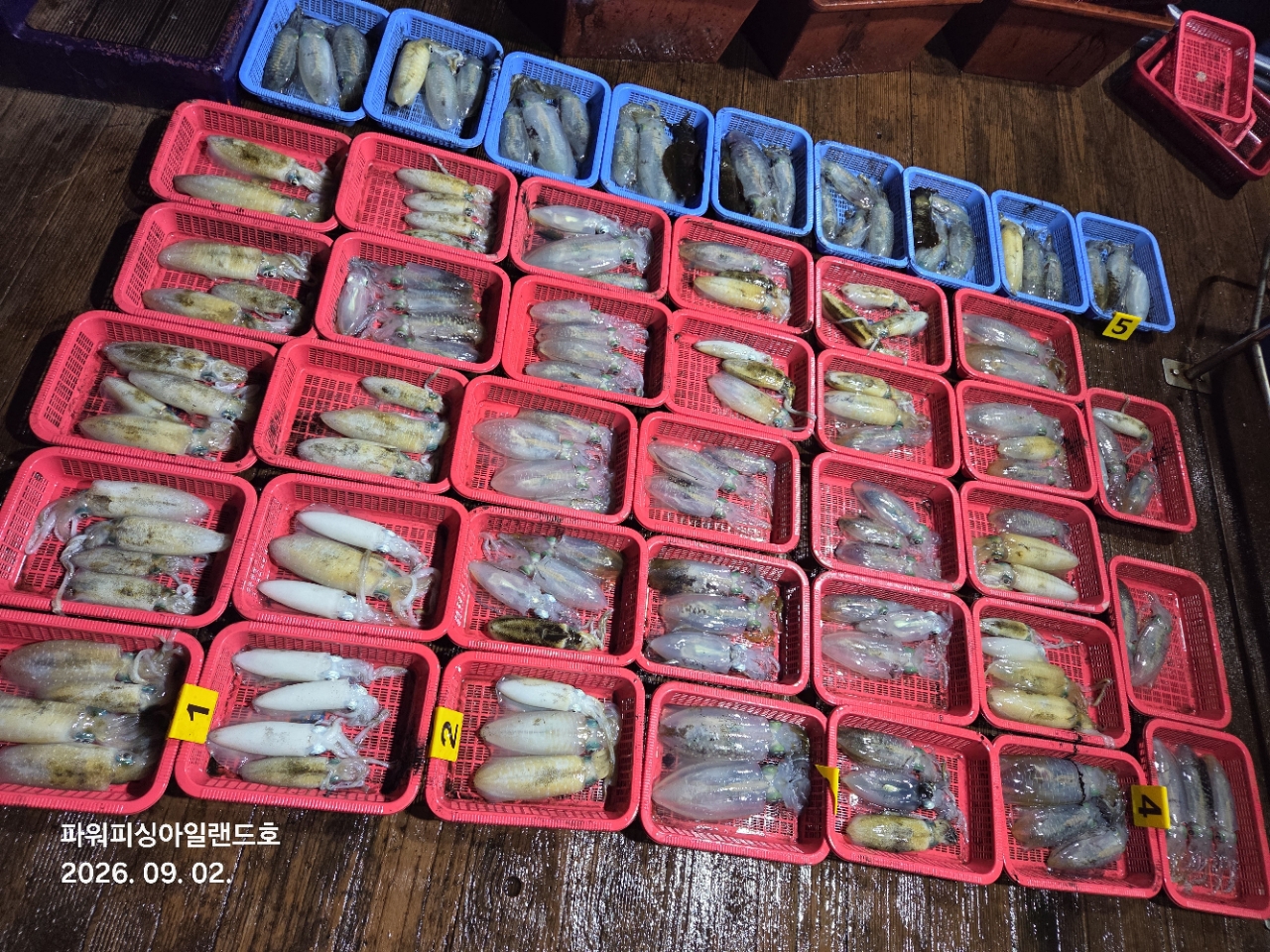 9월 6일 통영 무늬오징어 선상낚시 조황 현장 사진 1